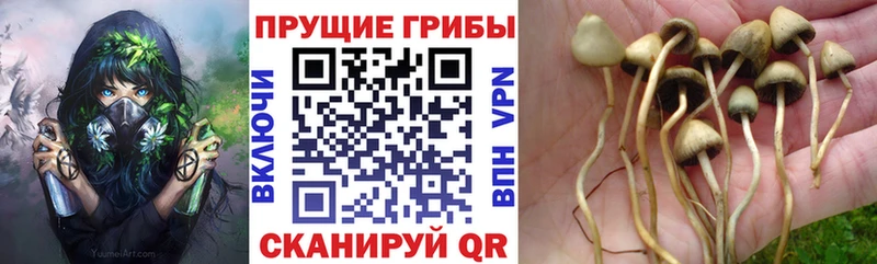Галлюциногенные грибы MAGIC MUSHROOMS Петушки
